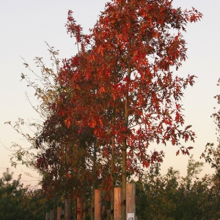the stunning scarlet colour of Quercus palustris in autumn