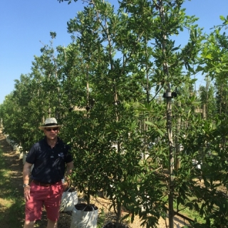 Quercus x turnerii Pseudoturneri at barcham trees