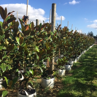 Magnolia grandiflora Gallissonniere multi-stem at barchams nursery