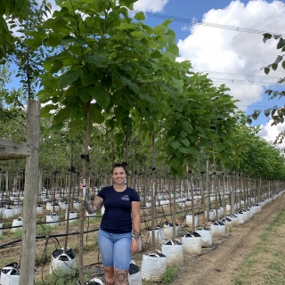 Catalpa bignonioides