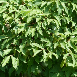 The leaves of Acer griseum