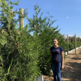 Thuja plicata Atrovirens