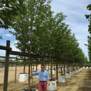 Platanus orientalis Minaret on the barcham trees nursery