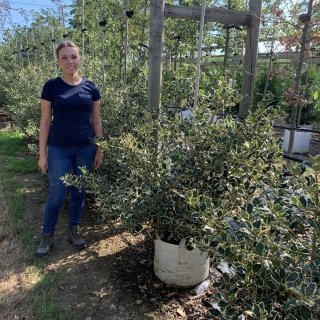 Ilex aquifolium Argentea Marginata multi stem