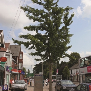 Ginkgo biloba in an urban environment