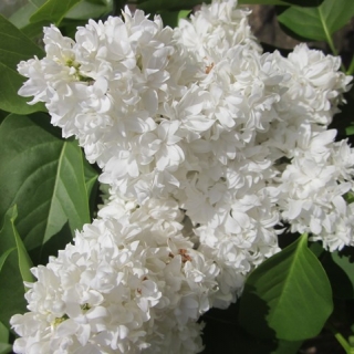 beutiful white clusters of flowers of Syringa vulgaris Alice Harding