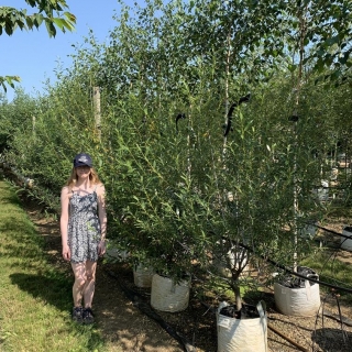 Salix daphnoides multi-stem