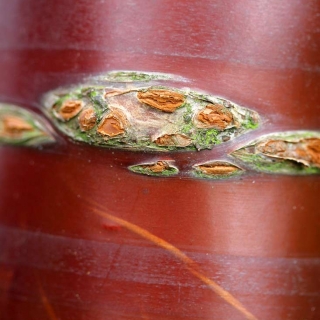 the shiney bark of Prunus serrula Tibetica