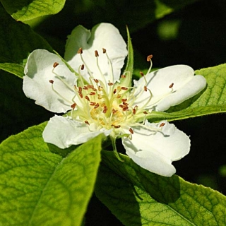 the flower of Mespilus germanica