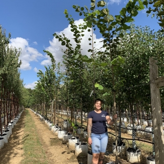 Tilia platyphyllos