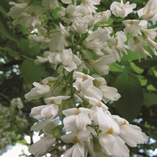 The flowers of Cladrastis kentukea