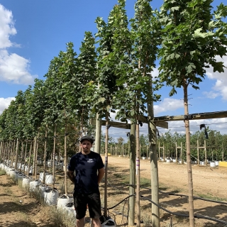 Acer platanoides Columnare