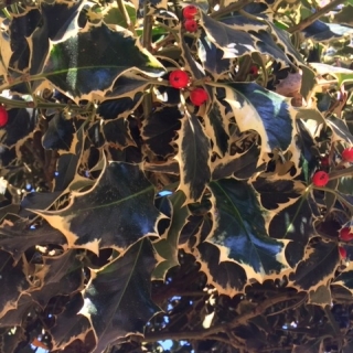 variegated foliage and beries of Ilex aquifolium Argentea Marginata