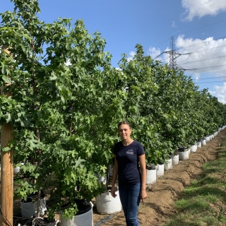 Liquidambar styraciflua