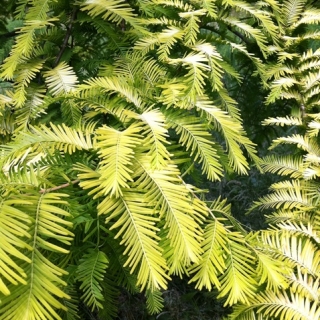 the golden yellow foliage of Metasequoia glyptostroboides Goldrush