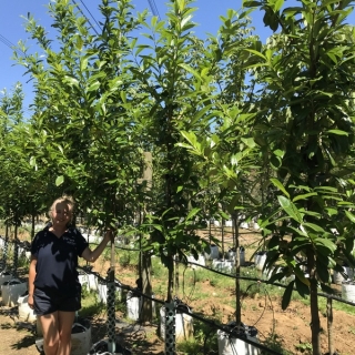 Prunus laurocerasus Caucasica at barcham trees