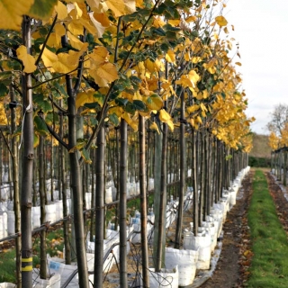 Tilia tomentosa Brabant autumn colour