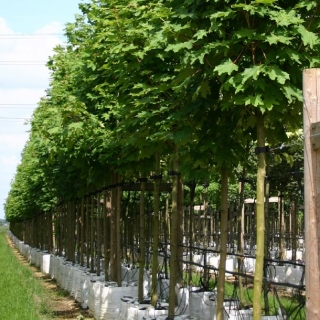 Medium Emerald Queen Norway Maple from this batAcer platanoides Emerald Queen