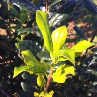 New growth of Ilex aquifolium Nellie Stevens