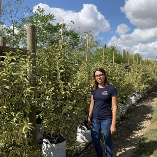 Ligustrum lucidum Variegata Bush