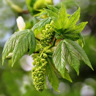 Catkin and foliage of Acer pseudoplatanus