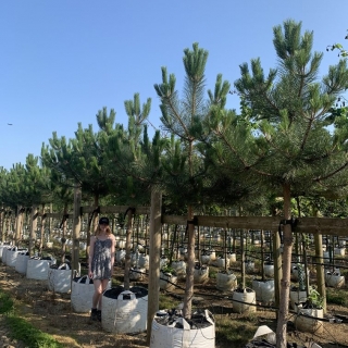 Pinus nigra Austriaca clear stem