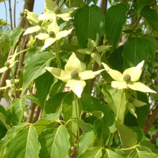 creamy flowers of Cornus Kousa Chinensis