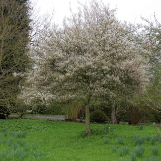 The sunning sprng display of white flowers of Amelanchier lamarckii