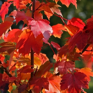 The stunning autumn foliage of Acer rubrum October Glory