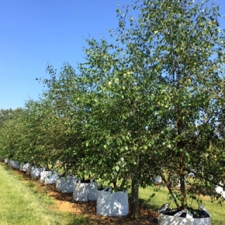 Betula pubescens at barcham trees