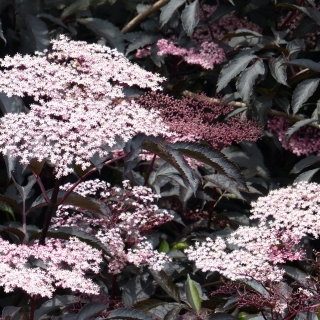 the beautiful white/pink flowers of Sambucus nigra Black Lace