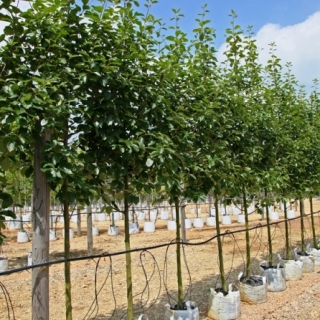 Sorbus latifolia Henk Vink