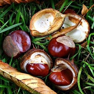 The conker from Horse Chestnut