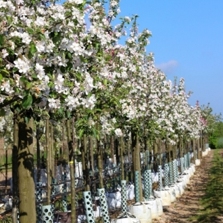 A row of Malus Jonagold in flower at barcham trees nursery