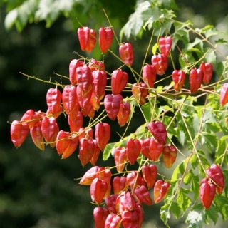 The lantern shaped fruit of  Koelreuteria paniculata