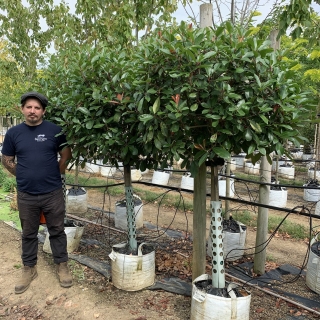 Photinia x Fraseri Red Robin Half Standard