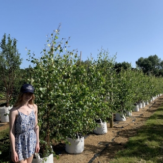 Betula pendula multi-stem