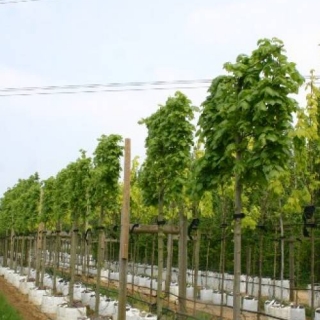 Tilia x euchlora Pleached on the Barcham Trees nursery