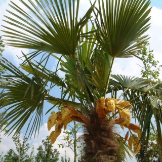 Foliage of Trachycarpus fortunei