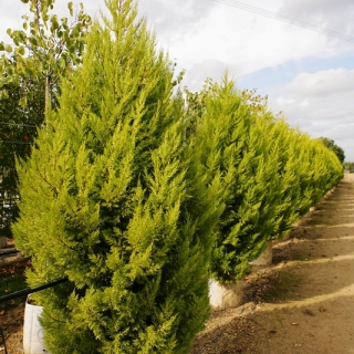 Small Golden Monterey Cypress from this batch <> Cupressus macrocarpa Goldcrest at barcham trees