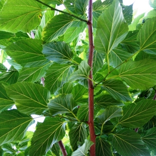 The large lush green foliage of Morus alba Fruitless (Flat Top)