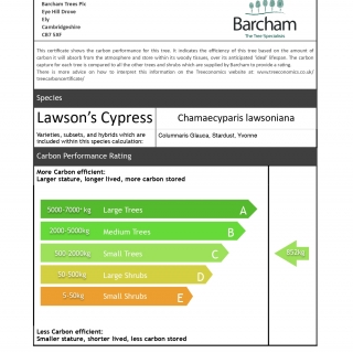 Chamaecyparis Lawsoniana Stardust