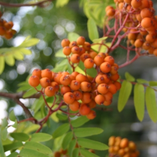 Sorbus aucuparia Edulis berries