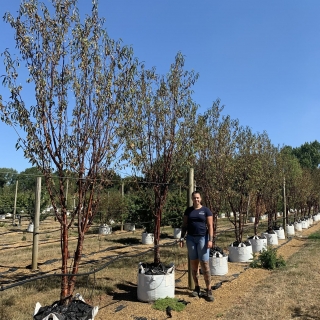 Prunus serrula Tibetica multi-stem