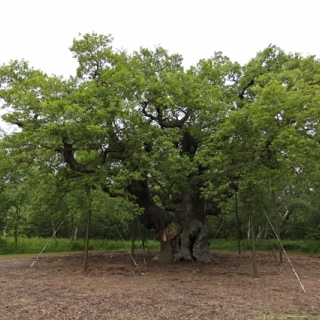 The major oak Sherwood