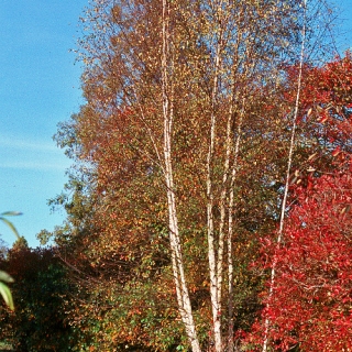 mature Betula utilis Jacquemontii multi-stem