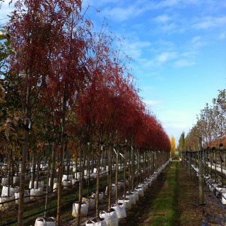 Autumn colour on Sorbus discolor