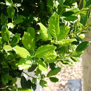 foliage of Ilex aquifolium Nellie Stevens