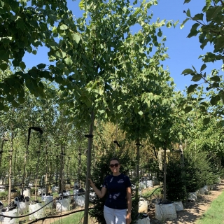 Tilia x europaea Pallida