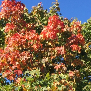 foliage of Acer platanoides Pacific Sunset in autumn